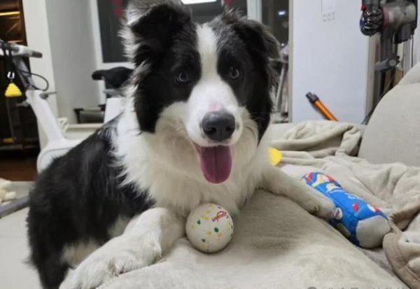 同花顺配资 边牧幸福有迹可循？6个表现藏不住，你家狗中了几个？