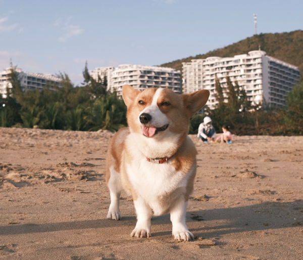 金牛配资 小狗的这些行为要知道