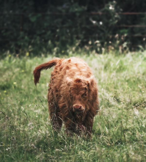 本信选配 牦牛：“世界屋脊”上的生命奇迹