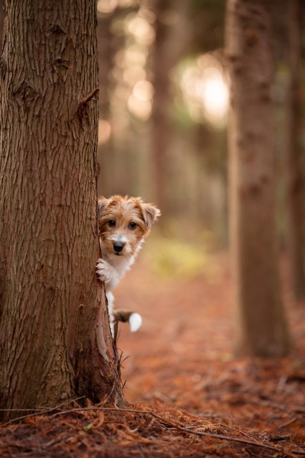 富深所 宠物小知识
