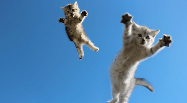 民银证券 猫咪突然在家跑酷，并不是发癫，而是这几个原因