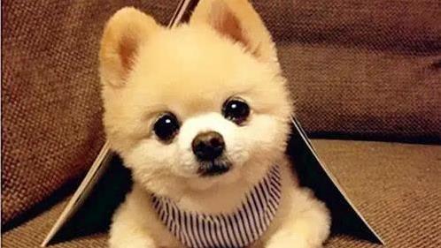 云上速配 博美为何圈粉无数？小身板藏大能量，养过就离不开！