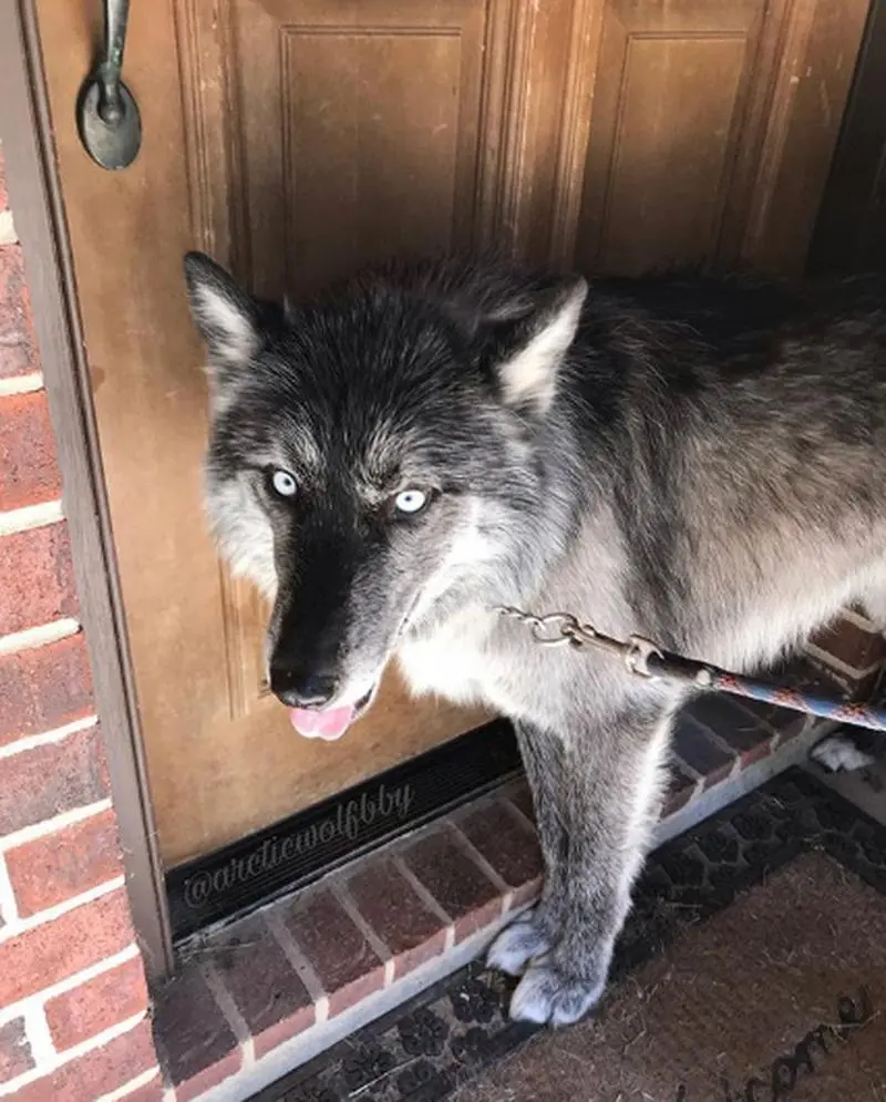 诚金资产 狼和狗是同一种动物吗？有生殖隔离吗？能生出狗还是能生出狼？